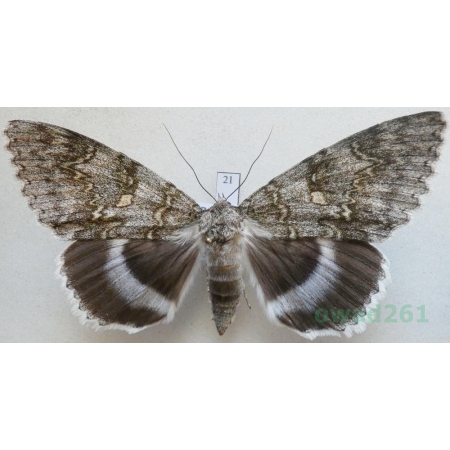 Catocala fraxini (Linnaeus, 1758) female Wstęgówka jesionka ex. ovo Czech 87mm21